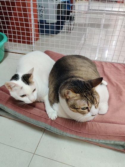 Sammy's Nest - Home Boarding for Small Pets Happy Cats: Our Boarding Guests photo 72