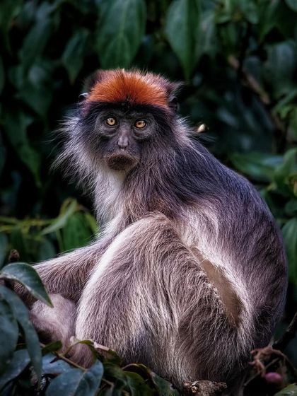 African Journeys: Savannahs, Jungles, and Great Apes photo 30