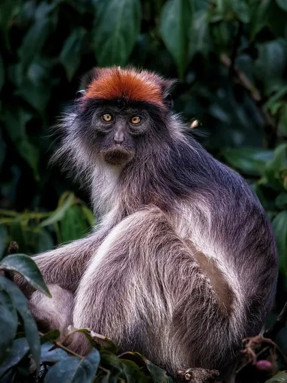 A Ugandan red colobus monkey sits warily in the trees. These primates are a primary food source for chimpanzees, so they are constantly on high alert.