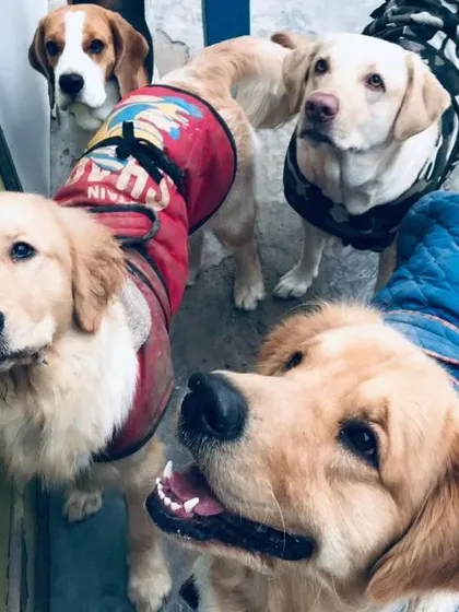 A beautiful pack of dogs in their winter coats, looking up and waiting for the weekend to begin.