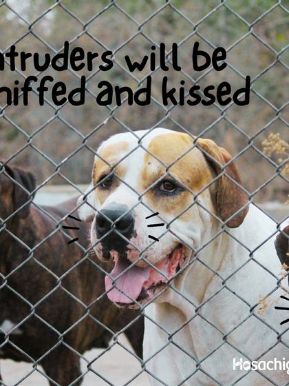 Our security team has a very strict policy: all intruders will be sniffed and kissed. These friendly faces are the first to greet you at the farm.