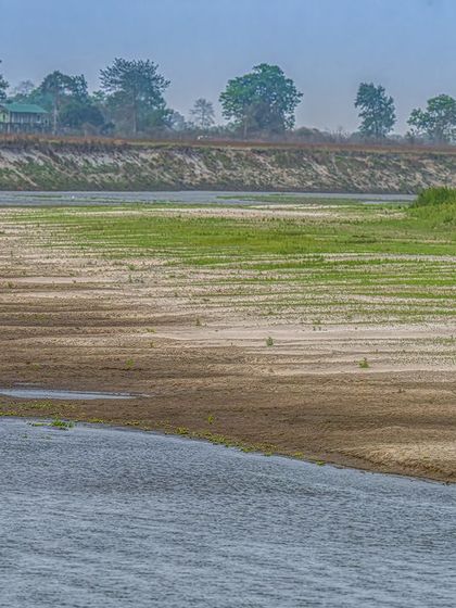 A dream fulfilled. In a single frame, I captured Kaziranga's icons: the tiger and the rhino, on the banks of the Brahmaputra River. This is the ultimate habitat shot, telling the story of an entire ecosystem.