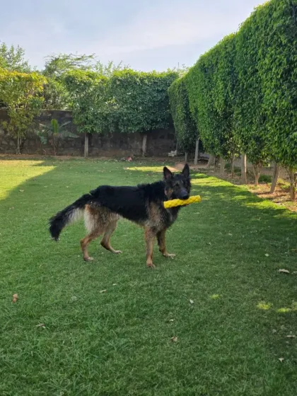 Post-swim playtime. After cooling off in the pool, this German Shepherd is ready for a game of fetch on the lawn.