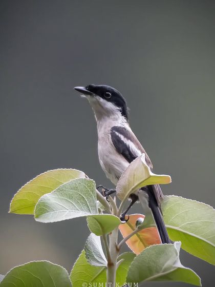 A Bar-winged Flycatcher Shrike, a bird of the mid-canopy. Its clean black and white pattern is simple yet elegant.