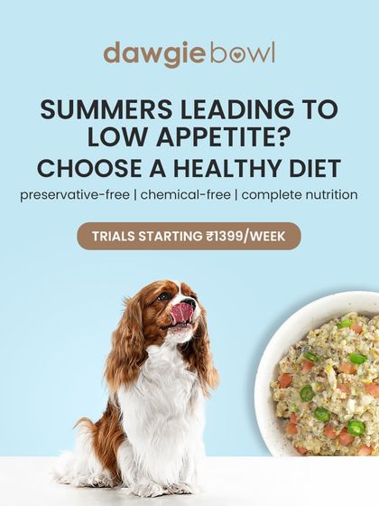 Hot summers can sometimes lead to a low appetite in pets. A fresh, healthy, and hydrating diet like ours can entice them to eat, ensuring they get the complete nutrition they need to stay healthy.