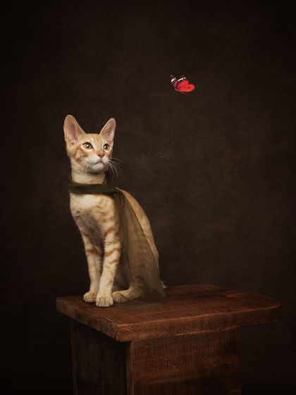 Hello Miss Kitty. A whimsical and charming portrait of a kitten watching a butterfly. It's a sweet story captured in a single, artistic frame.