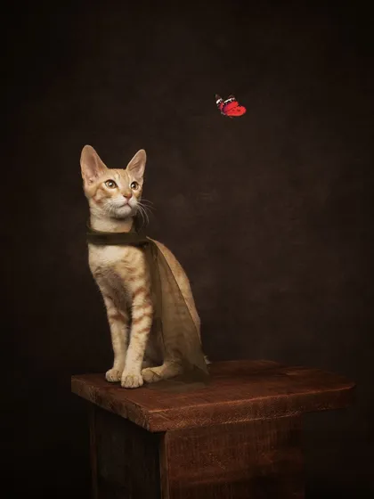 Hello Miss Kitty. A whimsical and charming portrait of a kitten watching a butterfly. It's a sweet story captured in a single, artistic frame.