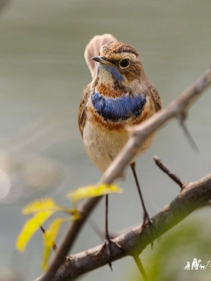 A Bluethroat, a beautiful migratory flycatcher that winters in India. The male's vibrant blue and orange throat patch is a stunning sight.