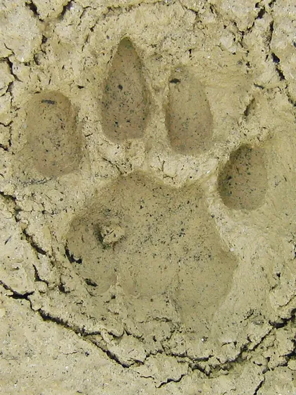 Reading the forest floor is like reading a story. We will train you in wildlife tracking, starting with identifying signs like this panther paw print. This skill helps you understand the animals that share the environment with you.