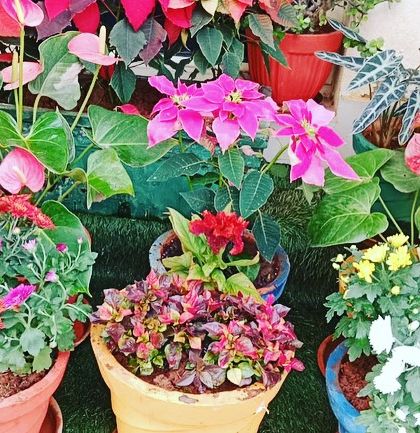 A colorful assortment of potted plants, including chrysanthemums and poinsettias, creating a cheerful and vibrant display.