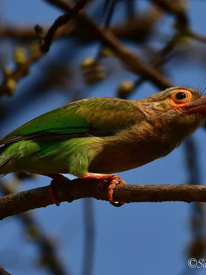 A Brown-headed Barbet perched on a branch in Sanjay Gandhi National Park. These birds are known for their loud, repetitive calls that can be heard throughout the day.