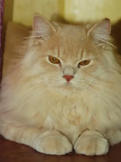 This is Adam, an amazingly social Persian cat who made himself right at home.