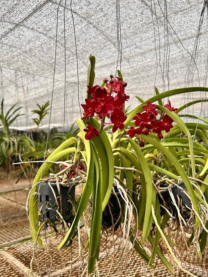 A stunning red Vanda orchid hanging in our greenhouse. This is a glimpse of the behind-the-scenes work that goes into growing our beautiful ornamental plants.