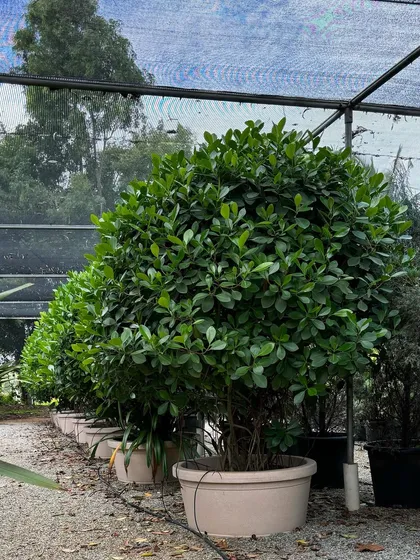 A view of our nursery, where we have rows of beautiful, healthy Ficus trees ready for our next project. We take pride in cultivating high-quality plants for our clients.