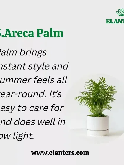 Air Purifier 5: The Areca Palm. Bring summer feelings into your home all year round with this easy-care palm that excels at purifying the air.