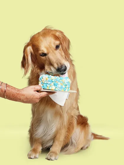 Zoravar can't resist a little pre-party nibble of his birthday cake. We use only the freshest, pet-safe ingredients that dogs find irresistible.