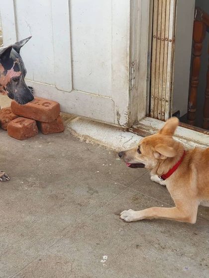 The Urban Dawg - Dog Training & Behavior Modification The Art of Socialization: Learning in a Pack photo 34