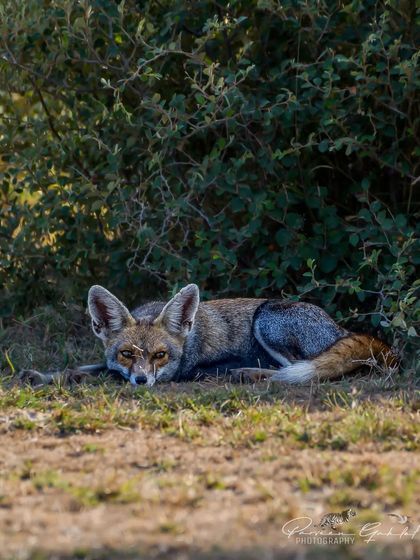 A Desert Fox, or White-footed Fox, resting in the shade of a bush during a hot day in Rajasthan.