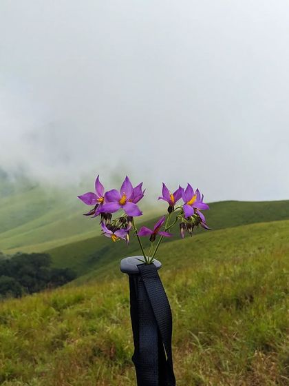 A creative shot of wild purple flowers tucked into a trekking pole, with the green hills of Nethravathi in the background.