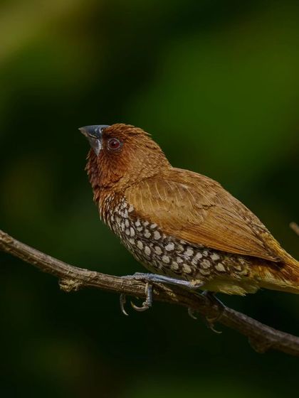A Scaly-breasted Munia perched on a thin branch. The intricate, scale-like pattern on its breast is exceptionally clear, showcasing the beauty in the details of this small bird.