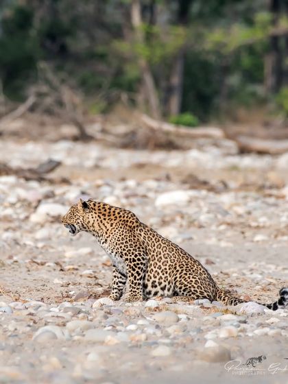 A leopard sits on a rocky patch in Rajaji National Park, surveying its surroundings. The open terrain provided a clear view of this beautiful animal.