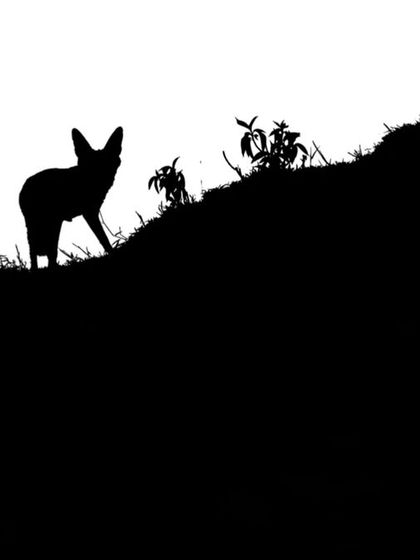 A silhouette of a Bengal fox captured with a DSLR camera trap in the farmlands of Uttar Pradesh, showcasing its cautious nature.