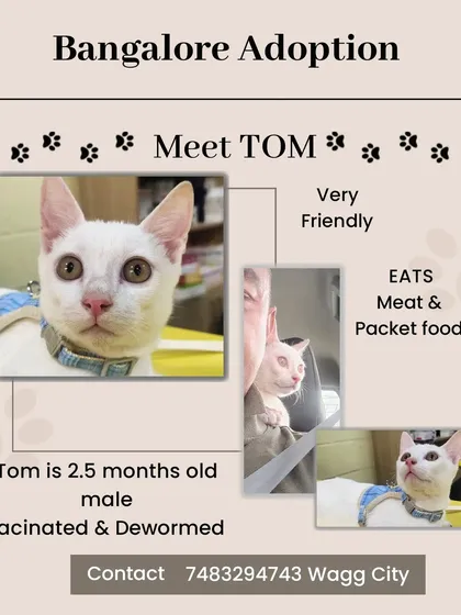 It's not just dogs. Meet Tom, a friendly 2.5-month-old kitten who is vaccinated, dewormed, and looking for a home. We welcome cats into our family and make sure they get all the care they need before adoption.