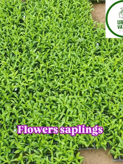 Trays of flower saplings, getting ready for the next season.