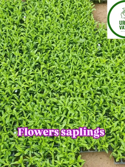 Trays of beautiful flower saplings ready for landscaping projects.