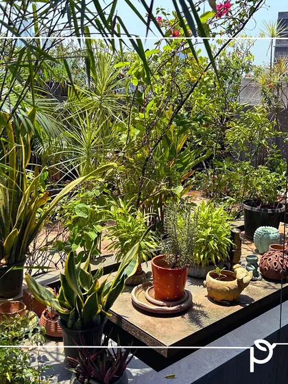 This is what a mature, thriving terrace garden looks like. We created a dense, jungle-like feel by layering a variety of plants with different heights and textures, including snake plants and palms, demonstrating how even a rooftop can become a rich, green escape.