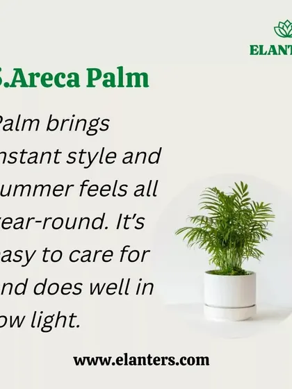 Air Purifier 5: The Areca Palm. This palm brings instant tropical style and is great for adding humidity and filtering the air, plus it's easy to care for in low light.