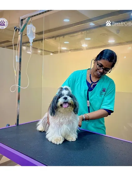 A happy pet is a healthy pet. Here, one of our experienced veterinarians performs a routine wellness check on a smiling Shih Tzu. Our fear-free approach ensures that every consultation, from puppy checkups to senior pet care, is a calm and positive experience for your furry family member.