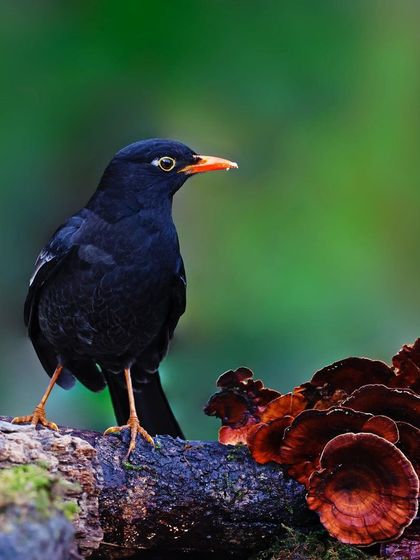 A male Gray-winged Blackbird stands on a moss-covered log next to a cluster of red-brown fungi. The composition is well-balanced, with the dark bird contrasting against the colorful elements of the forest floor.