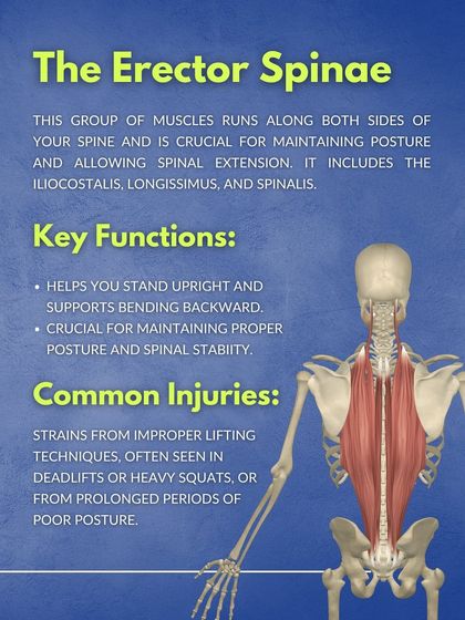 The erector spinae muscles run along your spine and are essential for posture and spinal stability. This guide explains their function and how to prevent strains from improper lifting or poor posture.