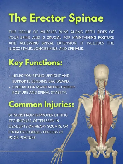 The Erector Spinae. This graphic describes the group of muscles running along the spine that are crucial for maintaining an upright posture and supporting spinal extension.