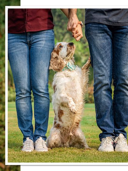 A sweet moment of connection as Chase the cocker spaniel stands on his hind legs to hold hands with his parents. This shot is full of charm and personality.