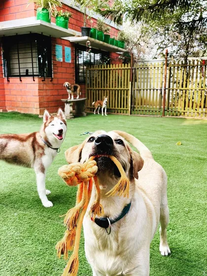 Look at these happy faces playing together! My space is designed for safe socialization, where dogs of all breeds, like this Labrador and Husky, can play with toys and make new friends on our clean turf.