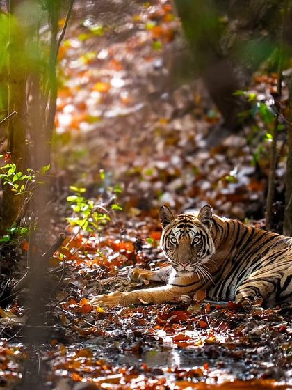 Tigers of India's Jungles photo 21