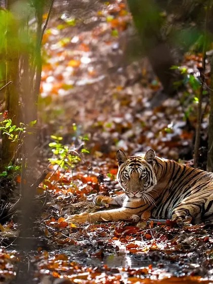 A beautiful composition of a tiger resting on a bed of fallen leaves, blending perfectly with its environment.