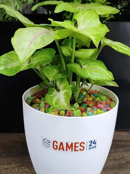 A close-up of a Syngonium plant in a branded pot for Games 24x7. The multi-colored pebbles add a playful touch to this eco-friendly corporate giveaway.