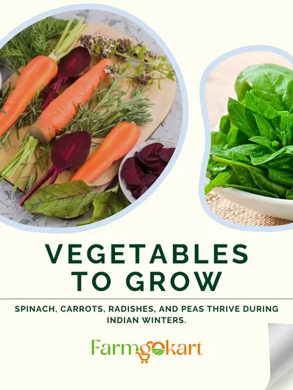 Wondering what vegetables to grow in winter? Spinach, carrots, radishes, and peas all thrive in the cooler temperatures of Indian winters.