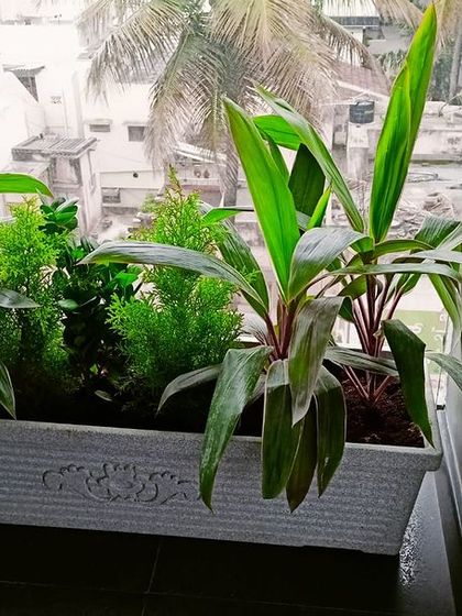 Multiplex Urban Green - Landscape & Garden Services Balcony & Terrace Transformations photo 11