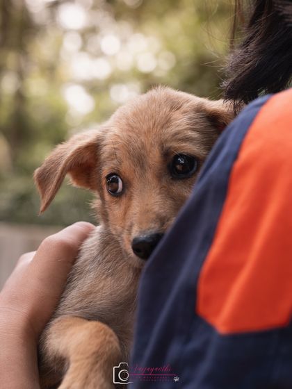 A shy but hopeful puppy, looking for a safe and loving home. Adoption photography is about creating an emotional connection.