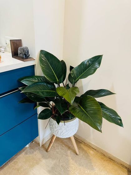 This Philodendron Green Congo looks so lush and healthy. Its large, glossy leaves are a beautiful addition to this corner, proving that a simple plant can have a huge impact.
