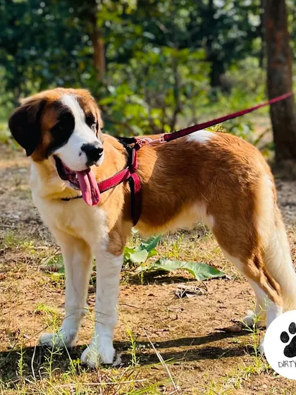 The complete look of the Red Wool Check Harness on a happy St. Bernard. The warm tweed fabric is perfect for the winter season.