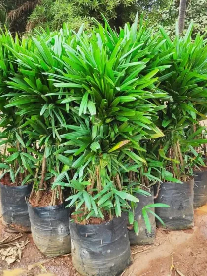 A cluster of Lady Palms (Rhapis excelsa), an elegant, shade-tolerant palm that is perfect for indoor or outdoor use in low-light areas.