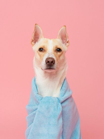 Rohit - Commercial Pet Product Photography Licensed Pet Images photo 5