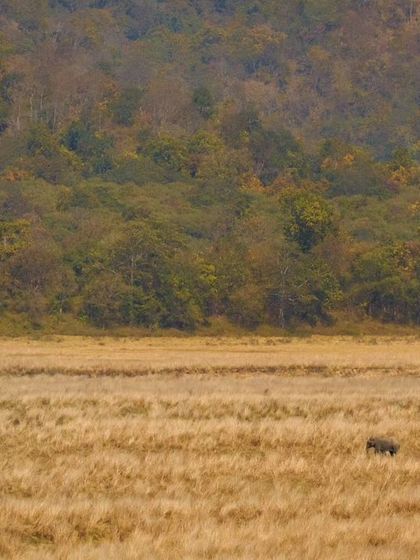 This image shows an elephant as a small part of a vast grassland landscape in Corbett National Park. It's a powerful visual for illustrating the scale of their environment and the importance of habitat conservation.