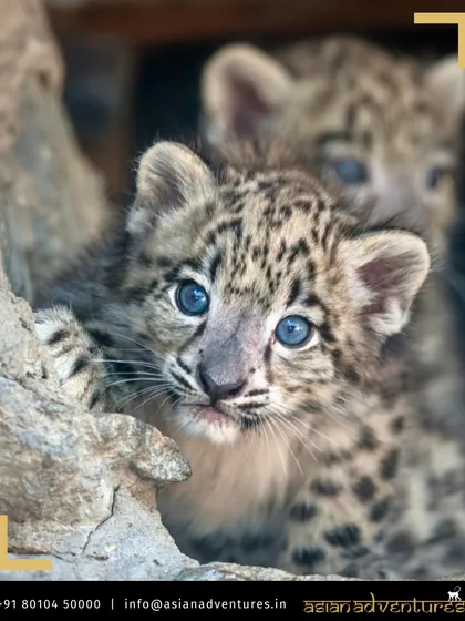 A rare and heartwarming glimpse of a young Snow Leopard cub, with its striking blue eyes, peering out from the safety of its rocky den. Our specialized expeditions into the high-altitude mountains of Mongolia and Ladakh are crafted to track this elusive "ghost of the mountains."