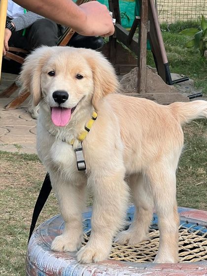 Poochkoo Mutts & Nutts - Dog Boarding & Daycare A Day at the Ranch: Daycare & Play photo 7